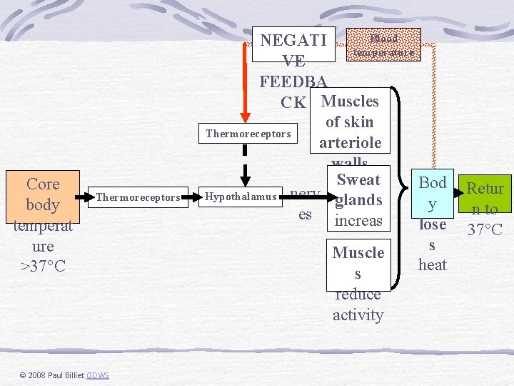 Core body temperat ure >37°C Thermoreceptors © 2008 Paul Billiet ODWS Blood NEGATI temperature