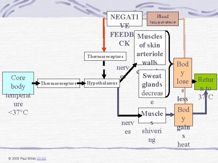 Core body temperat ure <37°C Thermoreceptors © 2008 Paul Billiet ODWS Blood NEGATI temperature