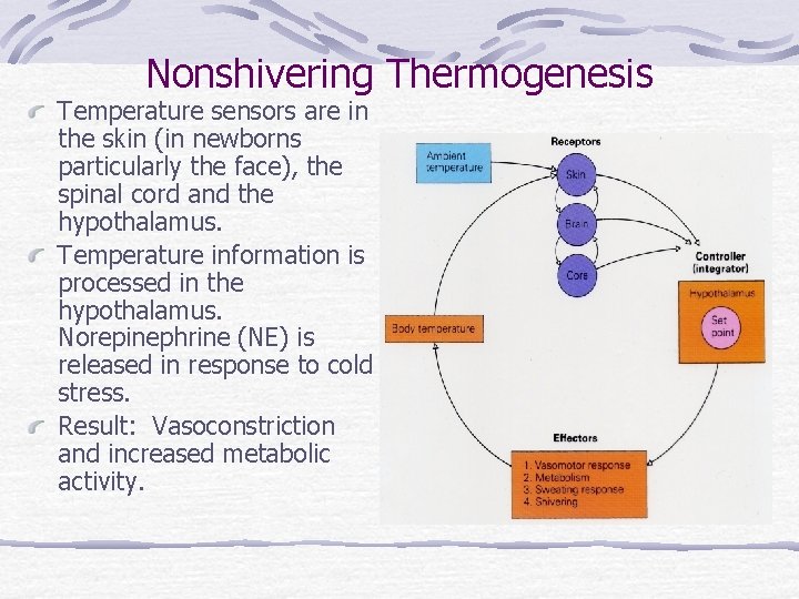 Nonshivering Thermogenesis Temperature sensors are in the skin (in newborns particularly the face), the