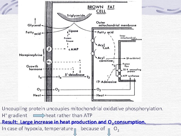 Uncoupling protein uncouples mitochondrial oxidative phosphorylation. H+ gradient heat rather than ATP Result: Large