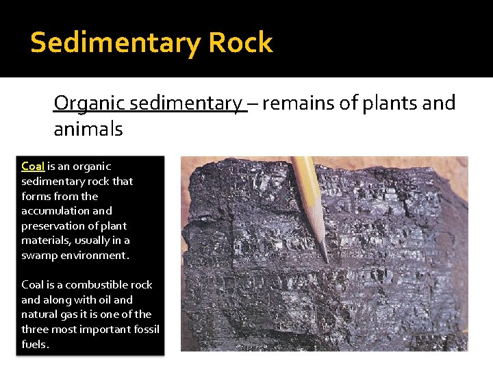 Sedimentary Rock Organic sedimentary – remains of plants and animals Coal is an organic