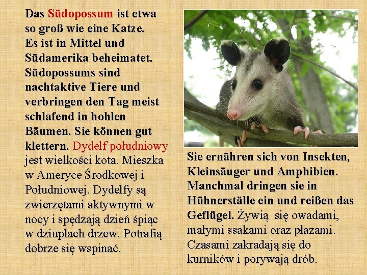 Das Südopossum ist etwa so groß wie eine Katze. Es ist in Mittel und