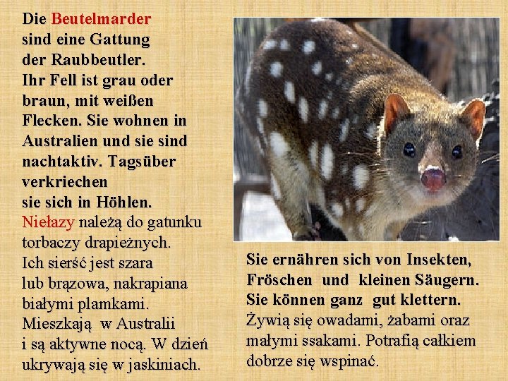 Die Beutelmarder sind eine Gattung der Raubbeutler. Ihr Fell ist grau oder braun, mit