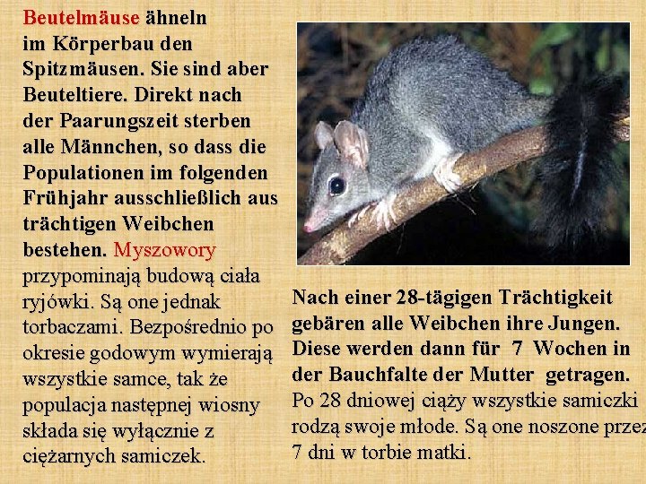 Beutelmäuse ähneln im Körperbau den Spitzmäusen. Sie sind aber Beuteltiere. Direkt nach der Paarungszeit