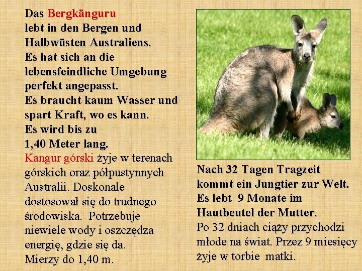 Das Bergkänguru lebt in den Bergen und Halbwüsten Australiens. Es hat sich an die