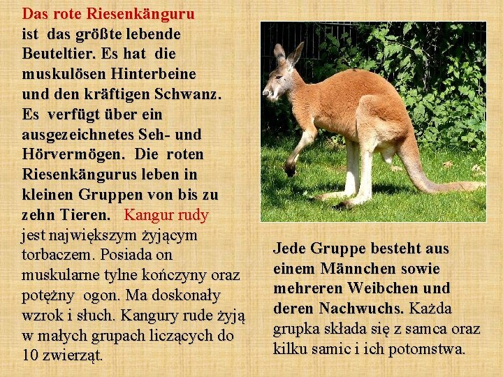 Das rote Riesenkänguru ist das größte lebende Beuteltier. Es hat die muskulösen Hinterbeine und