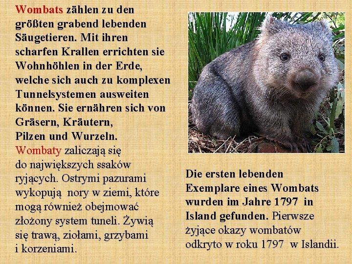 Wombats zählen zu den größten grabend lebenden Säugetieren. Mit ihren scharfen Krallen errichten sie