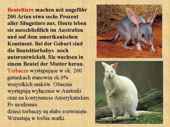 Beuteltiere machen mit ungefähr 260 Arten etwa sechs Prozent aller Säugetiere aus. Heute leben