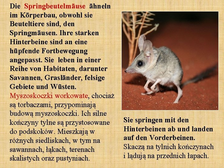 Die Springbeutelmäuse ähneln im Körperbau, obwohl sie Beuteltiere sind, den Springmäusen. Ihre starken Hinterbeine