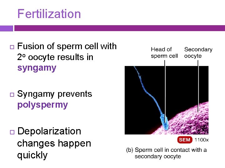 Fertilization Fusion of sperm cell with 2 o oocyte results in syngamy Syngamy prevents