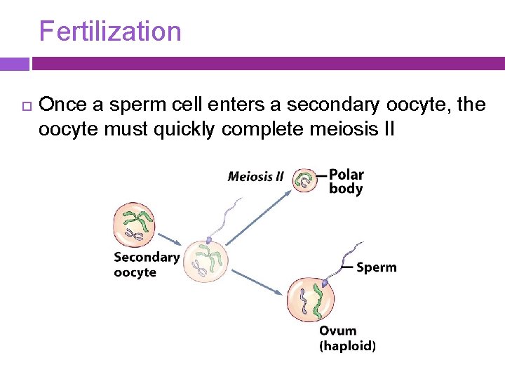 Fertilization Once a sperm cell enters a secondary oocyte, the oocyte must quickly complete