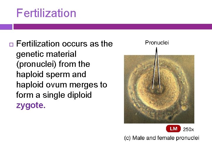 Fertilization occurs as the genetic material (pronuclei) from the haploid sperm and haploid ovum