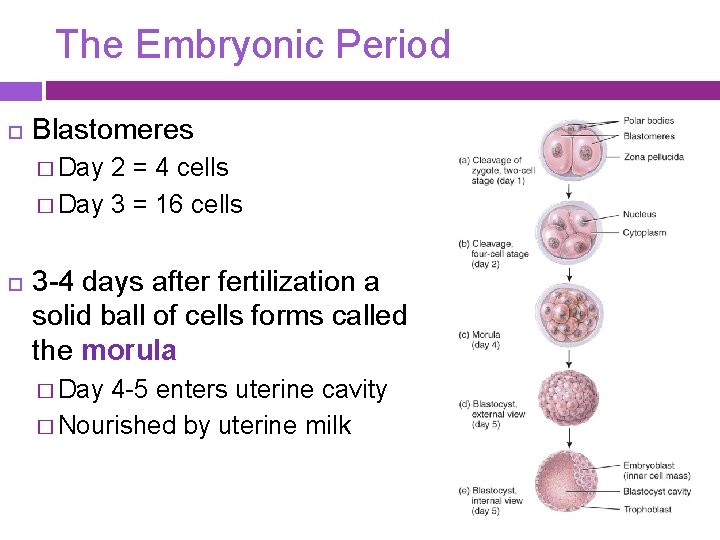 The Embryonic Period Blastomeres � Day 2 = 4 cells � Day 3 =