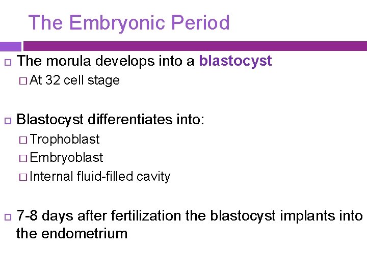 The Embryonic Period The morula develops into a blastocyst � At 32 cell stage