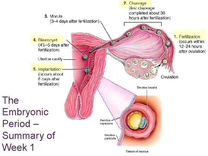 The Embryonic Period – Summary of Week 1 