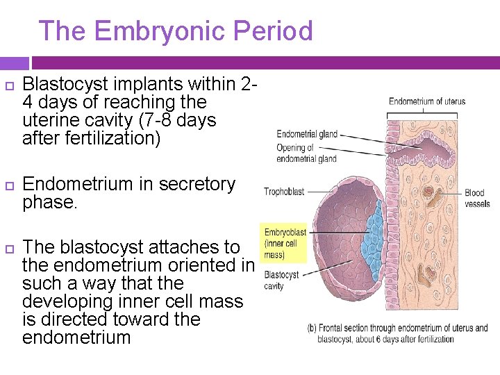 The Embryonic Period Blastocyst implants within 24 days of reaching the uterine cavity (7