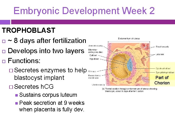 Embryonic Development Week 2 TROPHOBLAST ~ 8 days after fertilization Develops into two layers