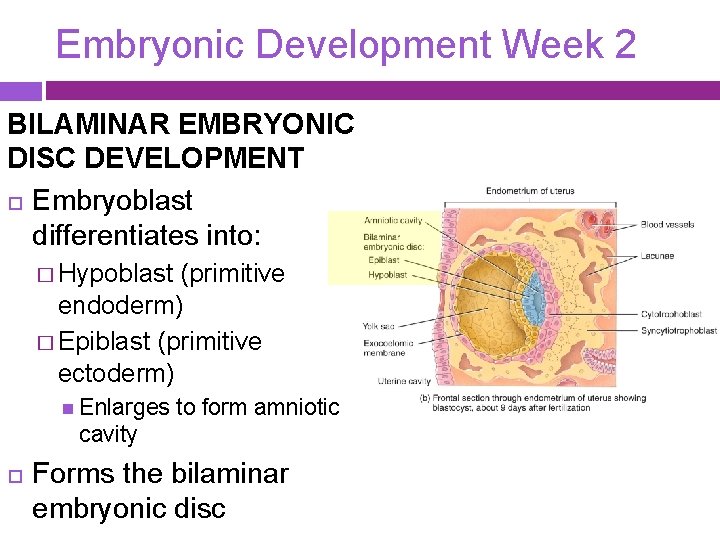 Embryonic Development Week 2 BILAMINAR EMBRYONIC DISC DEVELOPMENT Embryoblast differentiates into: � Hypoblast (primitive