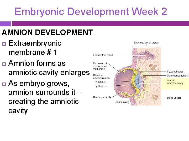 Embryonic Development Week 2 AMNION DEVELOPMENT Extraembryonic membrane # 1 Amnion forms as amniotic