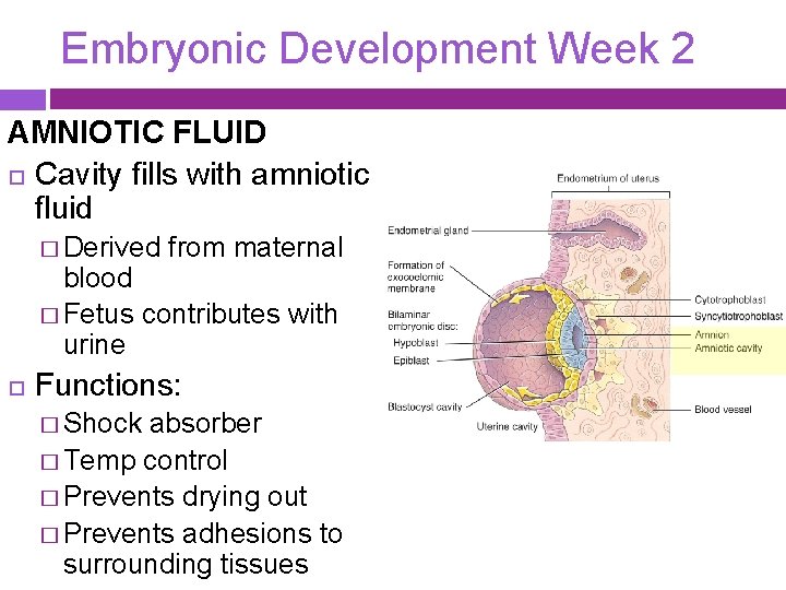 Embryonic Development Week 2 AMNIOTIC FLUID Cavity fills with amniotic fluid � Derived from