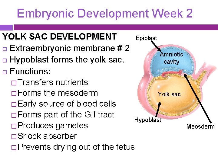 Embryonic Development Week 2 YOLK SAC DEVELOPMENT Epiblast Extraembryonic membrane # 2 Amniotic Hypoblast