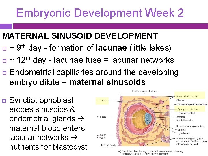 Embryonic Development Week 2 MATERNAL SINUSOID DEVELOPMENT ~ 9 th day - formation of