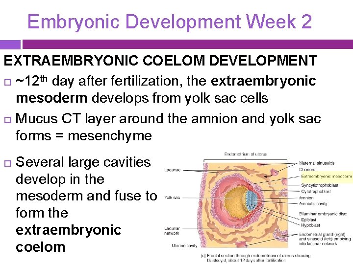 Embryonic Development Week 2 EXTRAEMBRYONIC COELOM DEVELOPMENT ~12 th day after fertilization, the extraembryonic