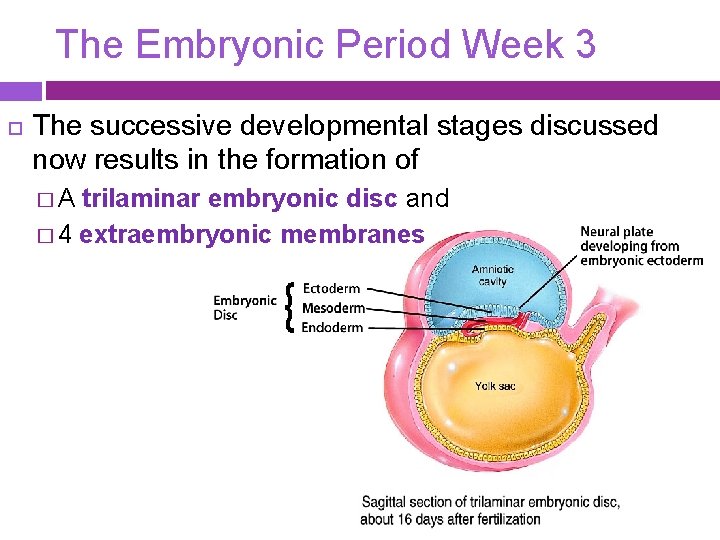 The Embryonic Period Week 3 The successive developmental stages discussed now results in the