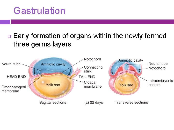 Gastrulation Early formation of organs within the newly formed three germs layers 