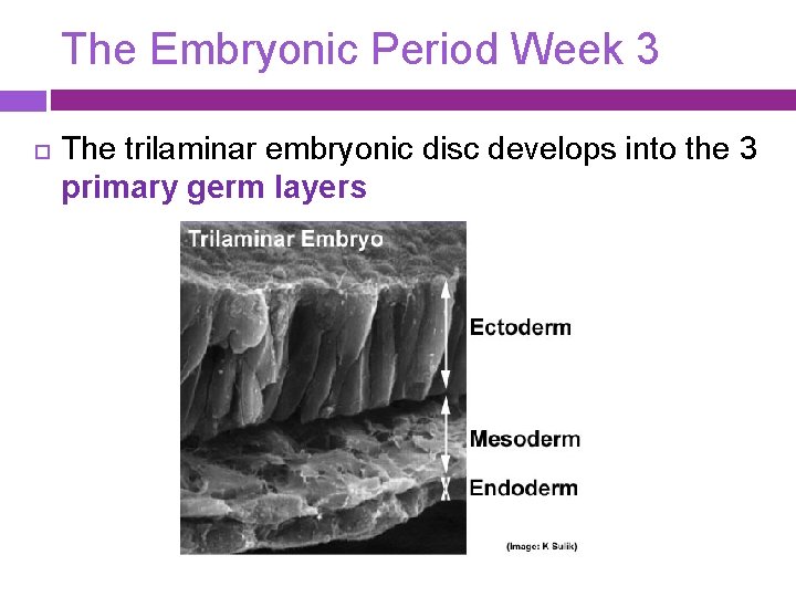 The Embryonic Period Week 3 The trilaminar embryonic disc develops into the 3 primary