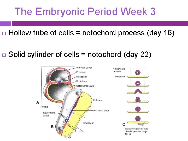 The Embryonic Period Week 3 Hollow tube of cells = notochord process (day 16)