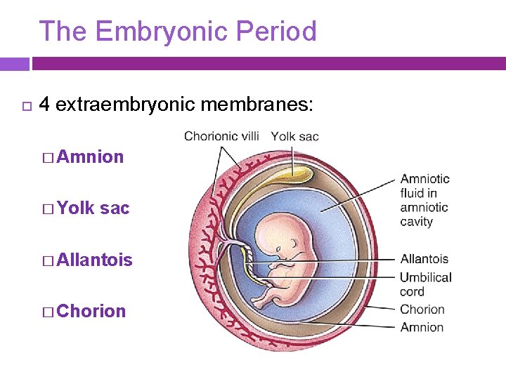 The Embryonic Period 4 extraembryonic membranes: � Amnion � Yolk sac � Allantois �