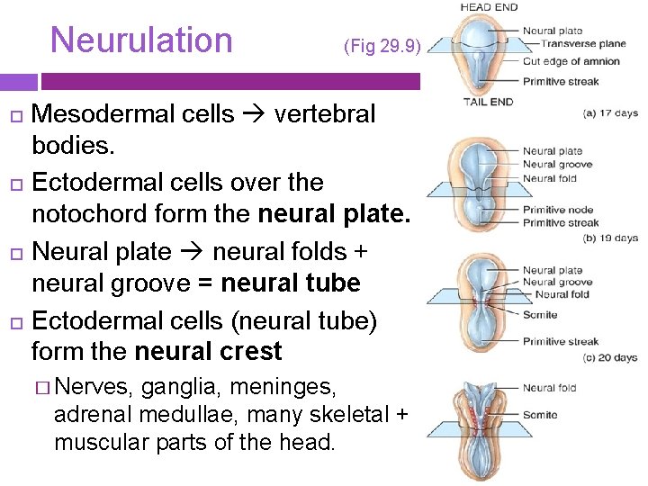 Neurulation (Fig 29. 9) Mesodermal cells vertebral bodies. Ectodermal cells over the notochord form