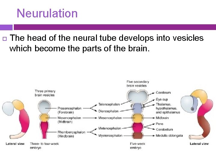 Neurulation The head of the neural tube develops into vesicles which become the parts