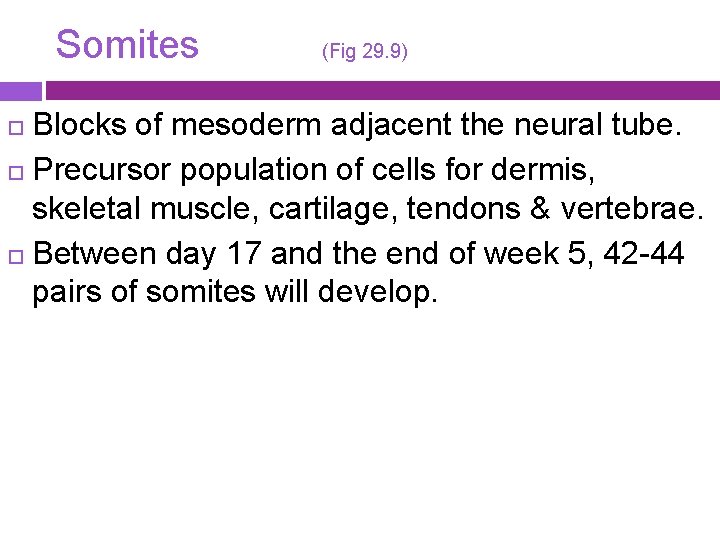 Somites (Fig 29. 9) Blocks of mesoderm adjacent the neural tube. Precursor population of