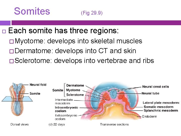 Somites (Fig 29. 9) Each somite has three regions: � Myotome: develops into skeletal