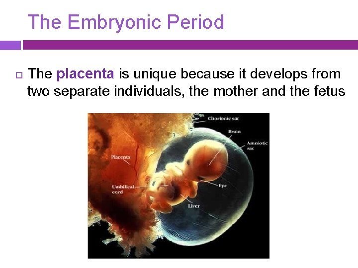 The Embryonic Period The placenta is unique because it develops from two separate individuals,