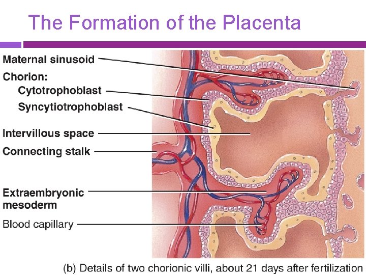 The Formation of the Placenta 