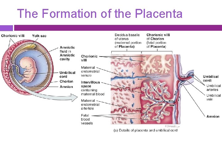 The Formation of the Placenta 