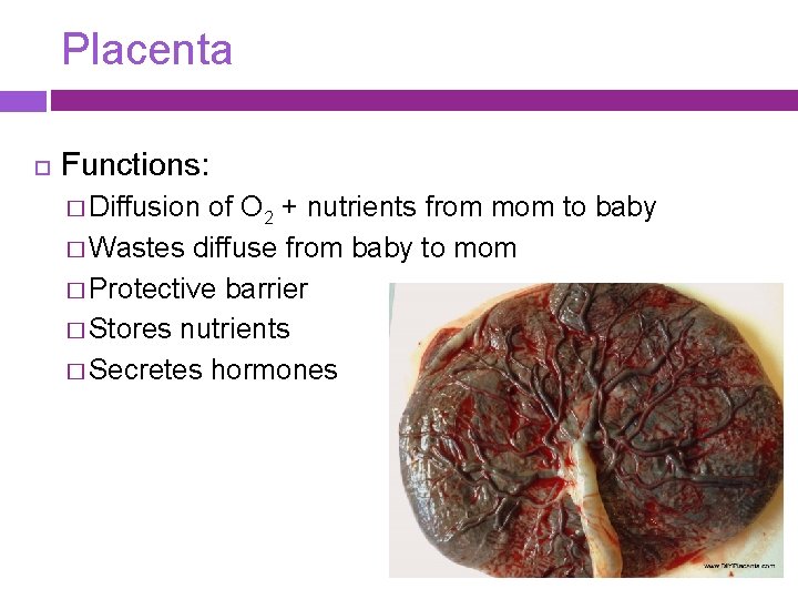 Placenta Functions: � Diffusion of O 2 + nutrients from mom to baby �