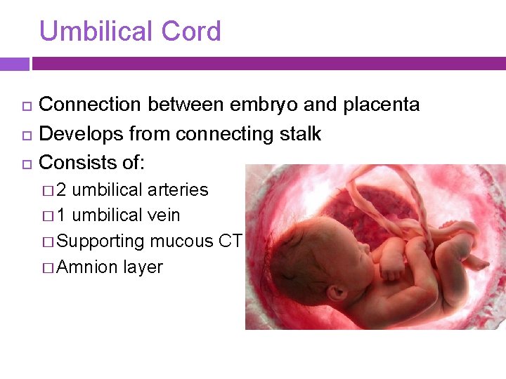 Umbilical Cord Connection between embryo and placenta Develops from connecting stalk Consists of: �