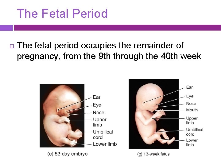 The Fetal Period The fetal period occupies the remainder of pregnancy, from the 9