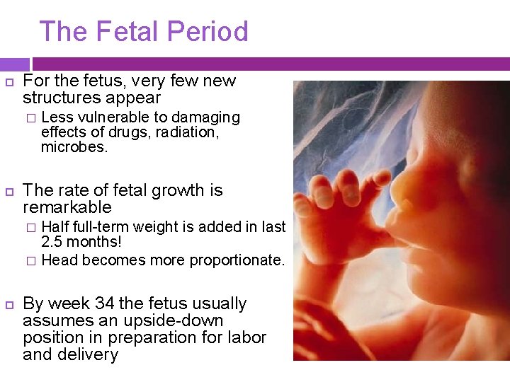 The Fetal Period For the fetus, very few new structures appear � Less vulnerable