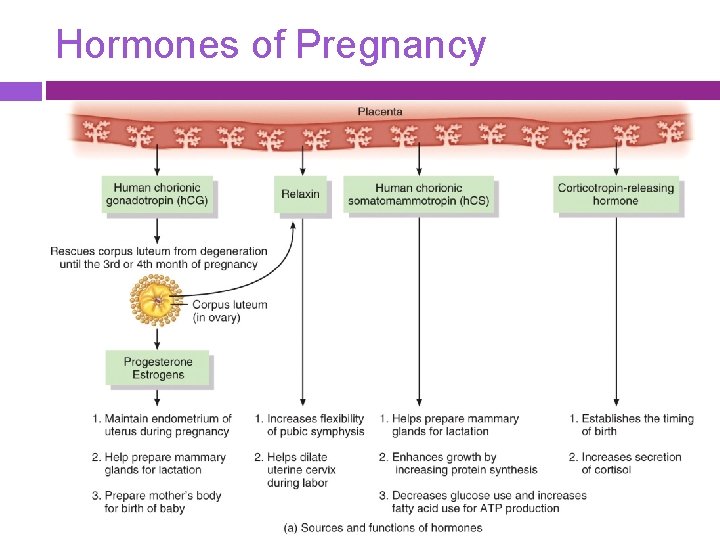 Hormones of Pregnancy 