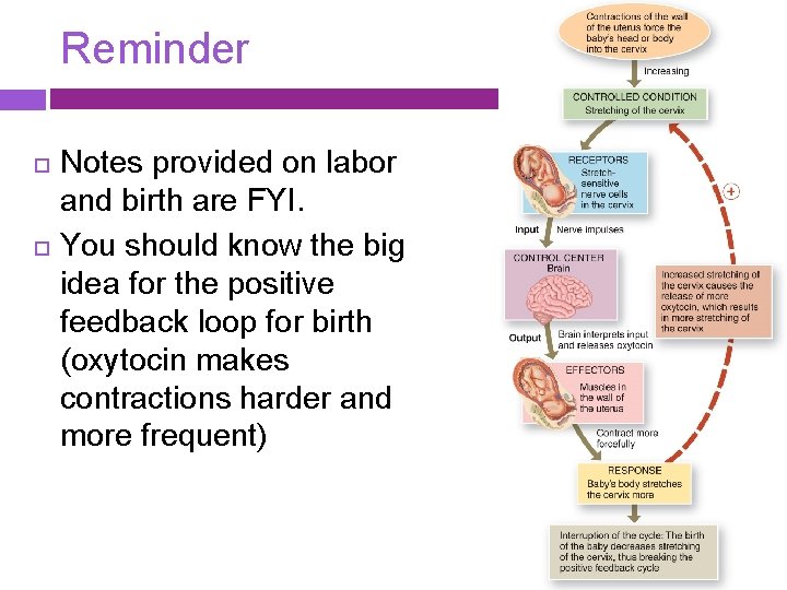 Reminder Notes provided on labor and birth are FYI. You should know the big