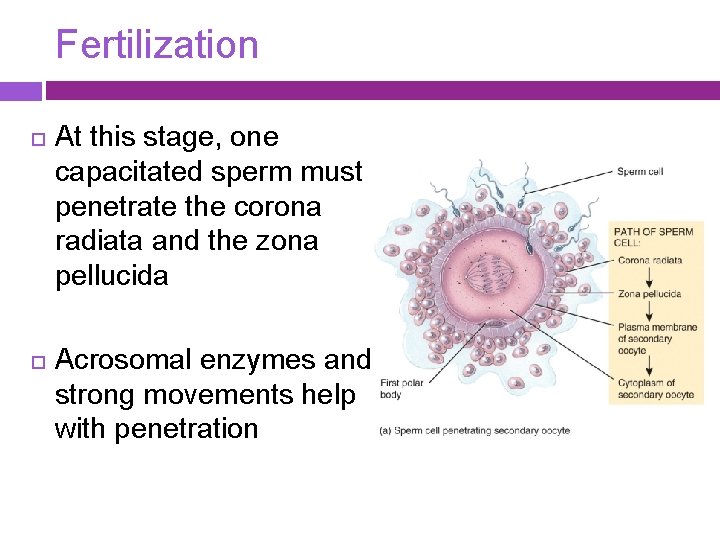 Fertilization At this stage, one capacitated sperm must penetrate the corona radiata and the