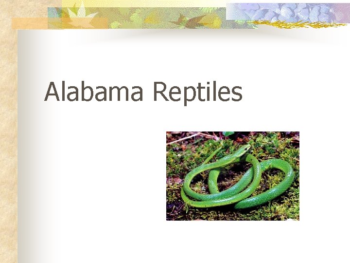 Alabama Reptiles 