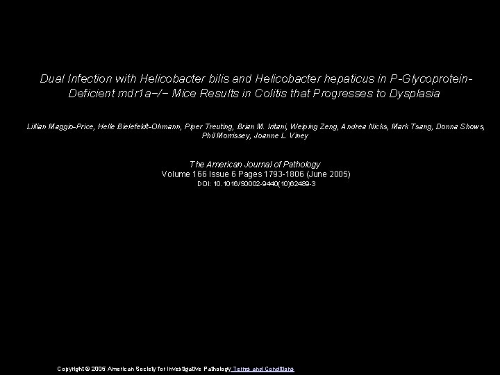 Dual Infection with Helicobacter bilis and Helicobacter hepaticus in P-Glycoprotein. Deficient mdr 1 a−/−