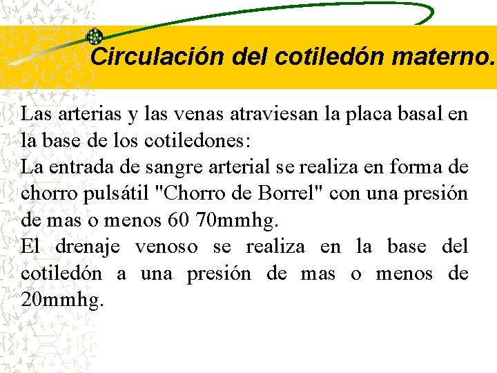 Circulación del cotiledón materno. Las arterias y las venas atraviesan la placa basal en