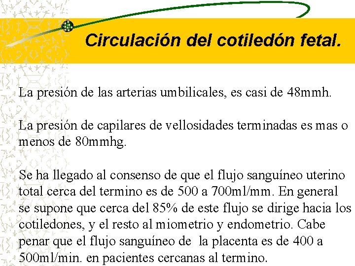 Circulación del cotiledón fetal. La presión de las arterias umbilicales, es casi de 48